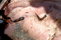 Yellow Spotted Salamander Larvae-2844