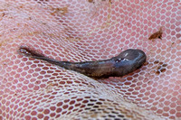 Yellow Spotted Salamander Larvae Closeup-2845