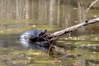 Turtle-2841