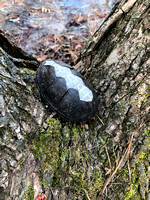 Turtle Shell 1