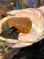 Salamander Egg Mass