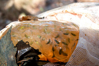 Salamander Egg Mass CU