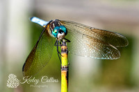 Blue Dragonfly -1337