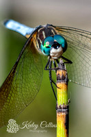 Blue Dragonfly Closeup-1337