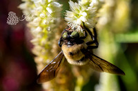Eastern Carpenter Bee (Xylocopa virginica)-1308