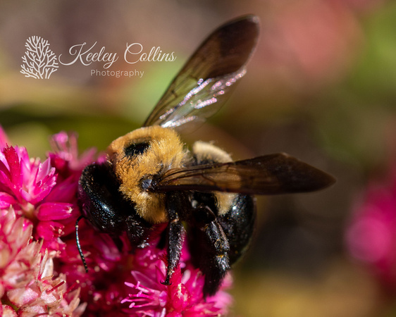 Bee - Brown-belted Bumble Bee (Bombus griseocollis)-1301