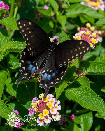 Black Swallowtail (Papilio polyxenes)-1018