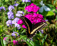 Black Swallowtail Female-0931