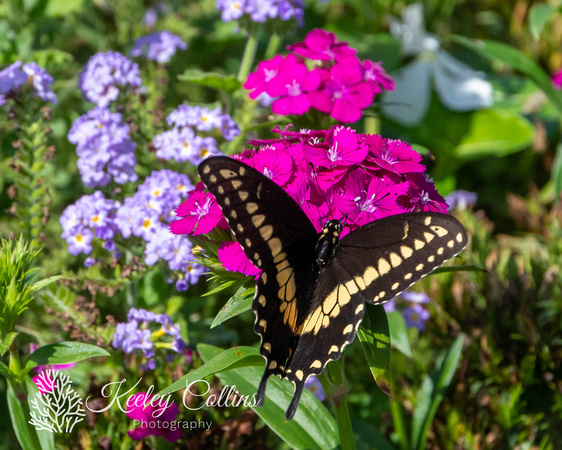 Black Swallowtail Female-0931