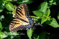 Eastern tiger Swallowtail (Papilio glaucus)-1107