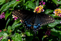 Black Swallowtail (Papilio polyxenes)-1001