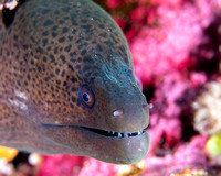 Moray Eel