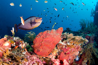 6329 Unicornfish on USAT Liberty Shipwreck