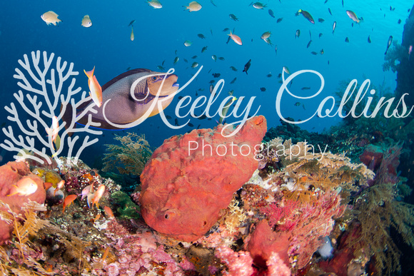 6329 Unicornfish on USAT Liberty Shipwreck