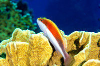 8520 Foster's Hawkfish - Red Sea