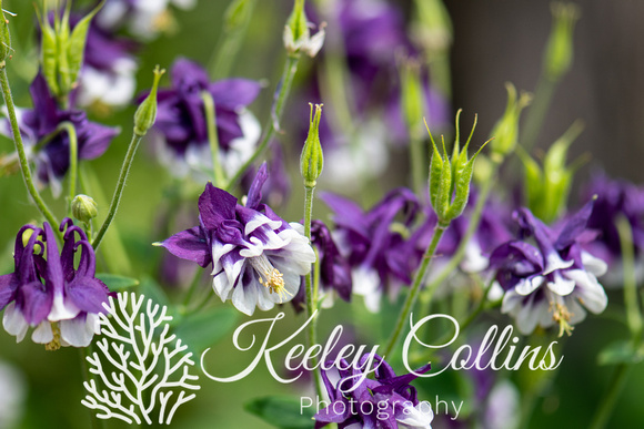 Purple Columbines - Lovely gift cards!