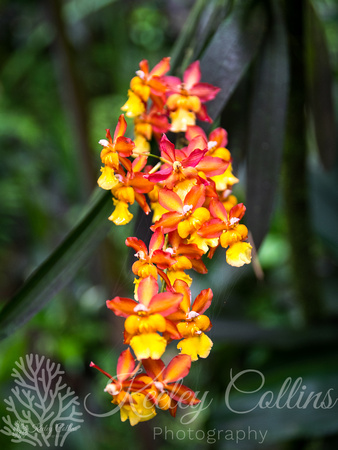 Ondontoglossum Coral-Yellow-2269