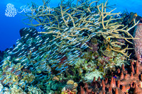 4947 - Elkhorn Coral & Silverside Scene